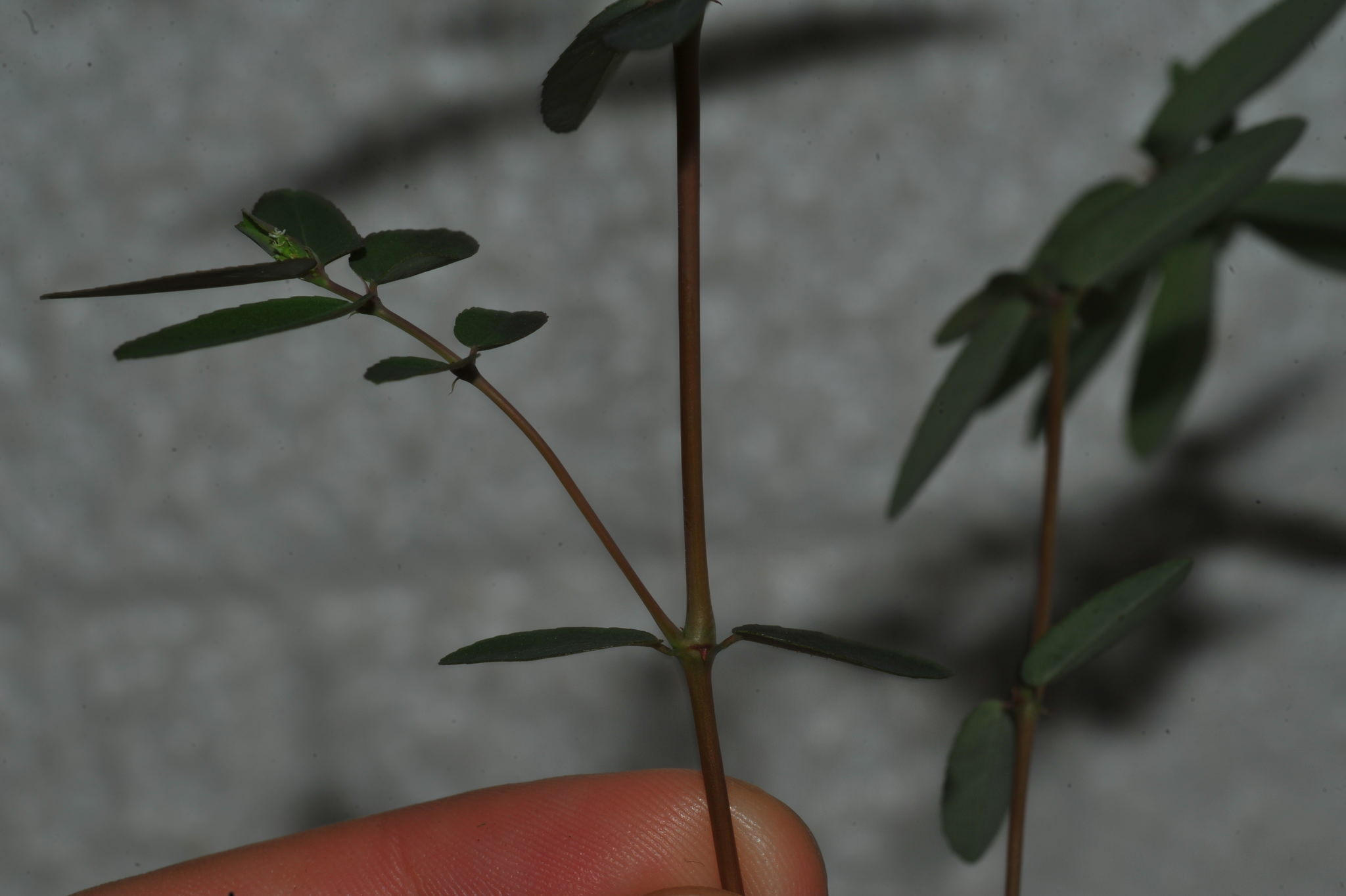 Euphorbia hypericifolia